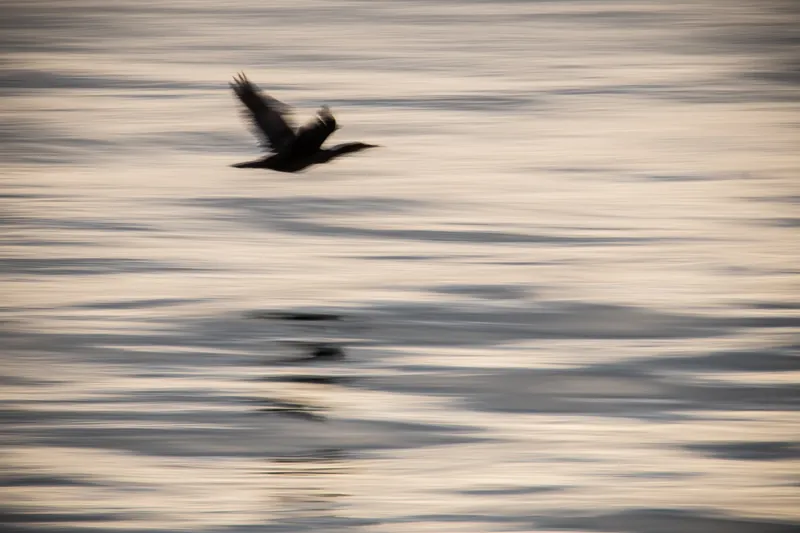 Cormorant II, Pendennis Point. 2019.